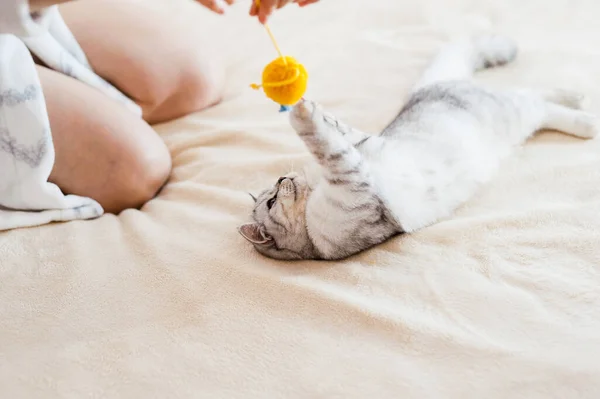 Katze Spielt Ball Schottische Silberrassen Mädchen Spielt Mit Einer Katze — Stockfoto