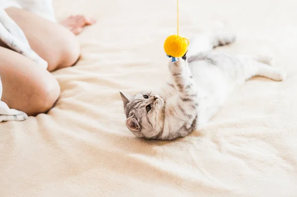 Cat Playing Ball Scottish Silver Breed Girl Playing Cat — Stock Photo, Image