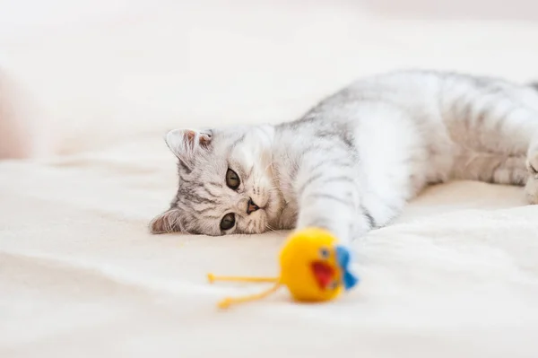 Gato Jogar Bola Raça Prata Escocesa Menina Brincando Com Gato — Fotografia de Stock