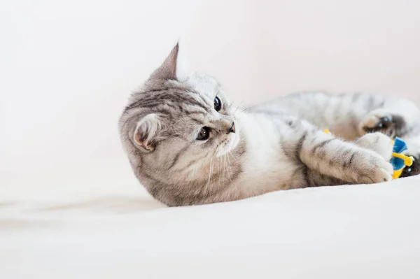 Gato Jogar Bola Raça Prata Escocesa Menina Brincando Com Gato — Fotografia de Stock