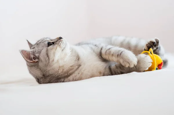 Gato Jogar Bola Raça Prata Escocesa Menina Brincando Com Gato — Fotografia de Stock