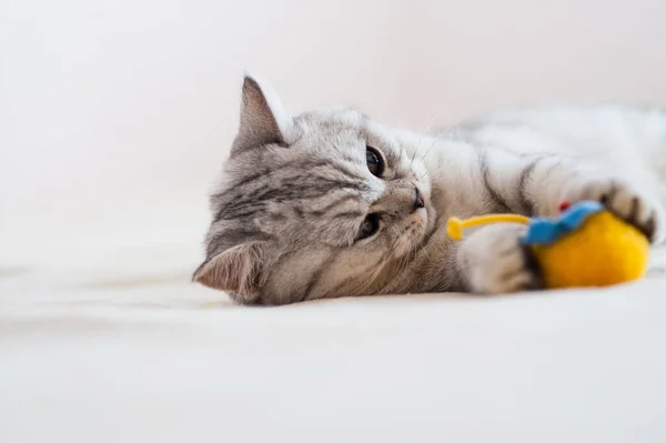 Beautiful Pussy Scottish Breed Beautiful Cat Playing Ball — Fotografia de Stock