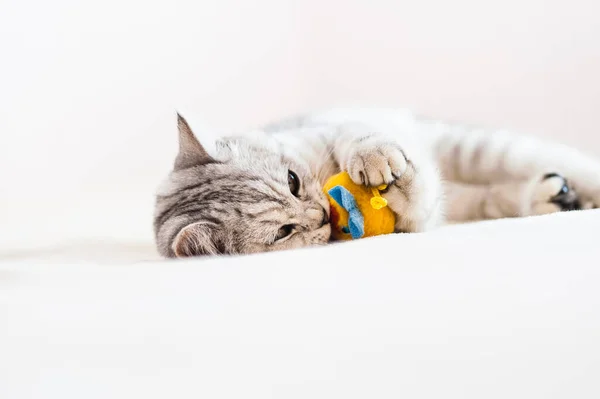 Beautiful Pussy Scottish Breed Beautiful Cat Playing Ball — Stock Photo, Image