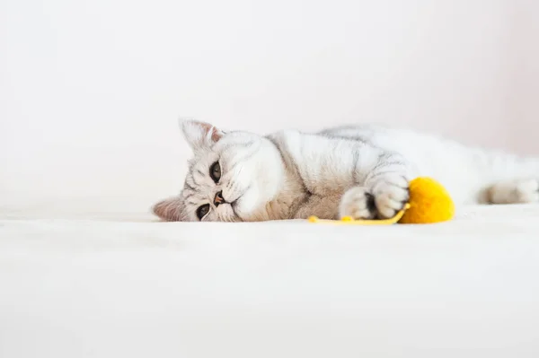 Beautiful Pussy Scottish Breed Beautiful Cat Playing Ball — Fotografia de Stock