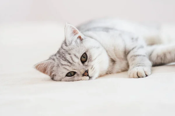 Beautiful Cat Lying Couch Scottish Kitten — Photo