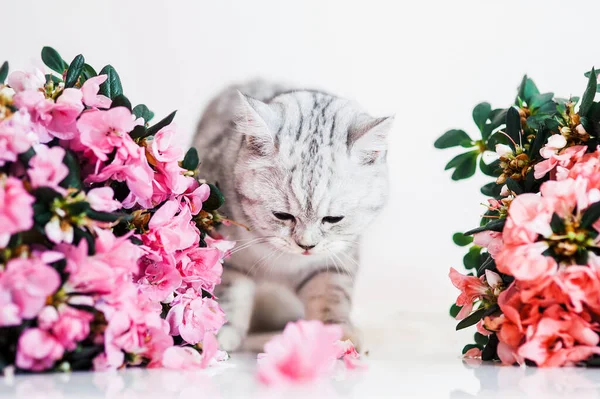 Lustige Graue Katze Zwischen Blumen — Stockfoto