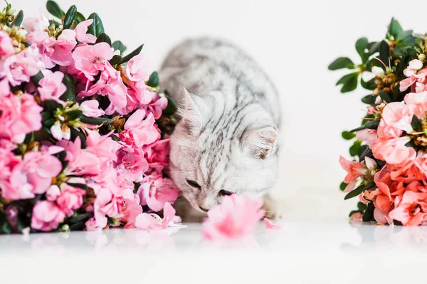 Gato Cinza Engraçado Entre Flores — Fotografia de Stock