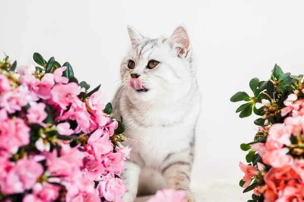 花の間の面白い灰色の猫 — ストック写真