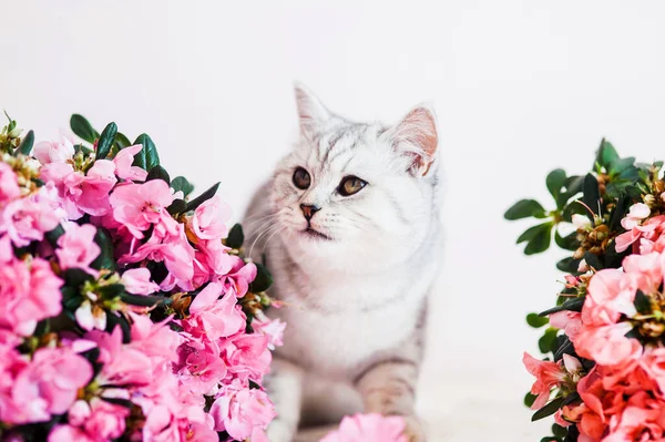 Смішний Сірий Кіт Між Квітами — стокове фото