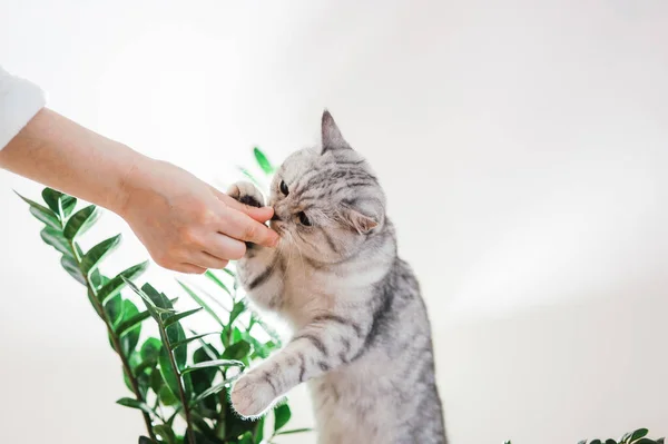 Bir Kızın Elinde Skoç Kedisi Komik Gri Kedi — Stok fotoğraf