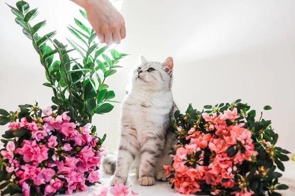 Gris Divertido Gato Entre Flores — Foto de Stock