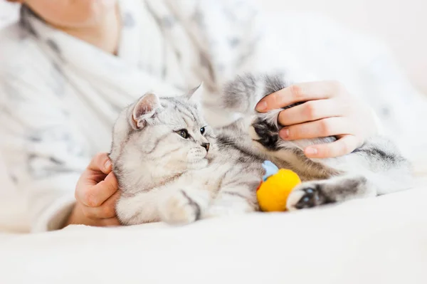 Girl Playing Little Kitten Girl Hands Caress Caress Cat British — Stock Photo, Image