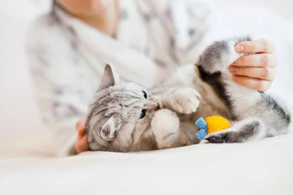 Chica Jugando Con Gatito Pequeño Las Manos Niña Acarician Acarician — Foto de Stock