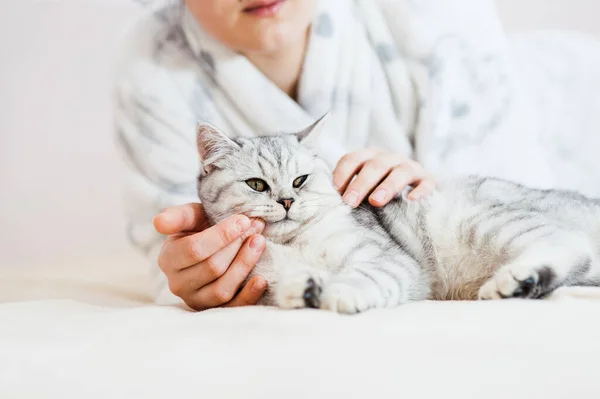 女孩和小猫玩耍 女孩的手爱抚着猫 爱抚猫 英国品种的猫 优雅的情感 一个年轻姑娘的手 — 图库照片