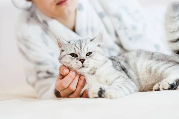 Girl Playing Little Kitten Girl Hands Caress Caress Cat British — Stock Photo, Image