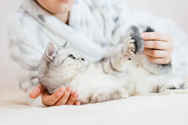 女孩和小猫玩耍 女孩的手爱抚着猫 爱抚猫 英国品种的猫 优雅的情感 一个年轻姑娘的手 — 图库照片