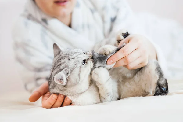 Chica Jugando Con Gatito Pequeño Las Manos Niña Acarician Acarician —  Fotos de Stock