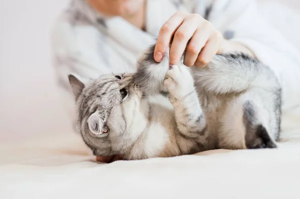 Menina Brincando Com Gatinho Mãos Menina Acariciam Acariciam Gato Raça — Fotografia de Stock