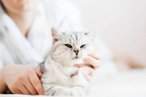 Chica Jugando Con Gatito Pequeño Las Manos Niña Acarician Acarician — Foto de Stock