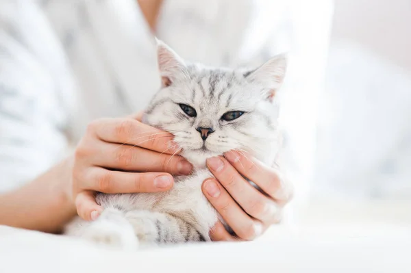 女孩和小猫玩耍 女孩的手爱抚着猫 爱抚猫 英国品种的猫 优雅的情感 一个年轻姑娘的手 — 图库照片