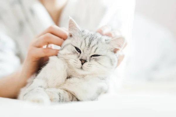 女孩和小猫玩耍 女孩的手爱抚着猫 爱抚猫 英国品种的猫 优雅的情感 一个年轻姑娘的手 — 图库照片