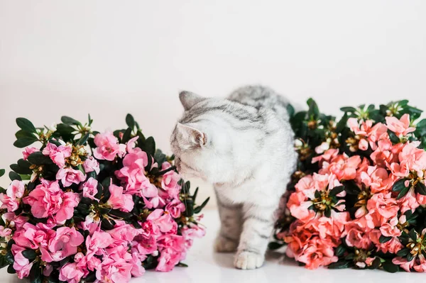 Lustige Graue Katze Spielt Mit Blumen — Stockfoto
