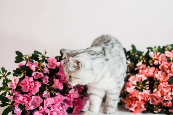 Lustige Graue Katze Spielt Mit Blumen — Stockfoto