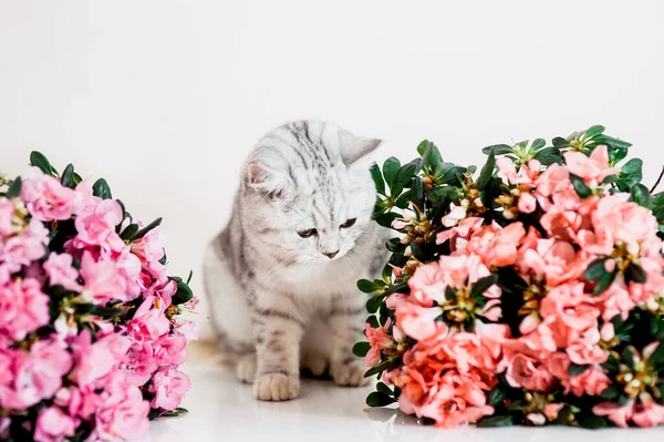 Gato Cinza Engraçado Brincando Com Flores — Fotografia de Stock