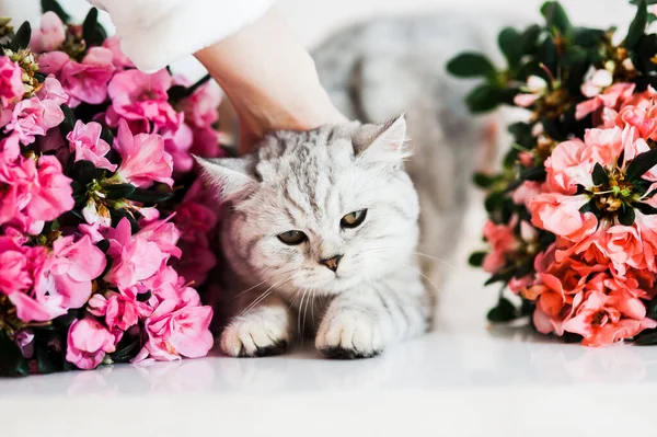 Funny gray cat playing with flowers