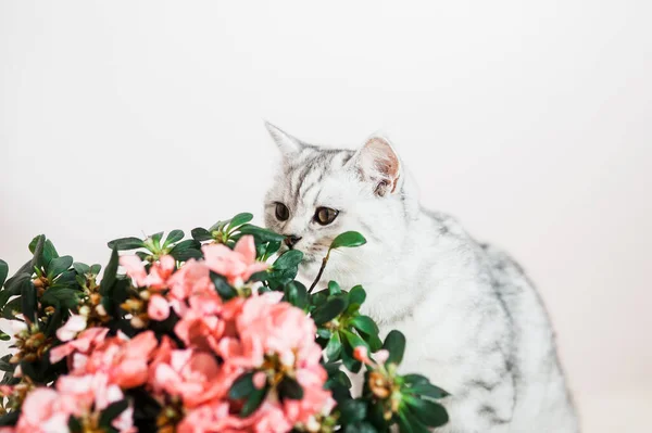 Gris Divertido Gato Jugando Con Flores — Foto de Stock