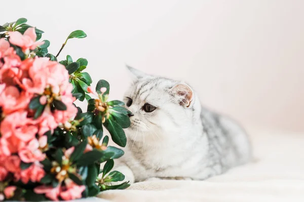 Gato Cinza Engraçado Brincando Com Flores — Fotografia de Stock