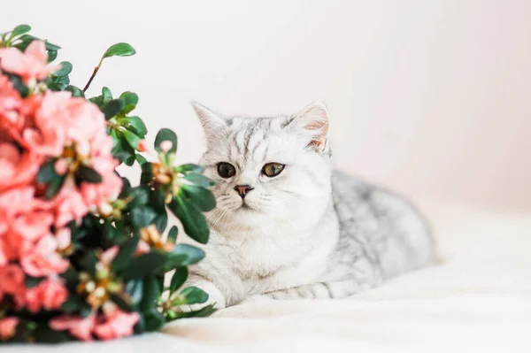 Αστεία Γκρι Γάτα Παίζει Λουλούδια — Φωτογραφία Αρχείου