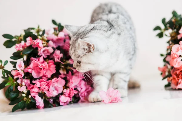 Gato Cinza Engraçado Brincando Com Flores — Fotografia de Stock