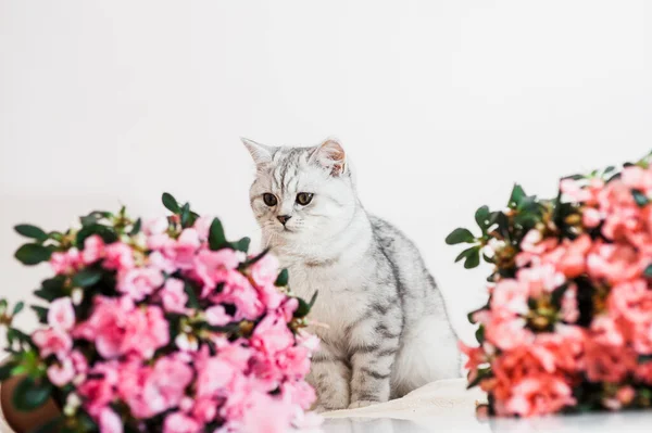 Gato Cinza Engraçado Brincando Com Flores — Fotografia de Stock