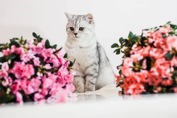 Funny gray cat playing with flowers