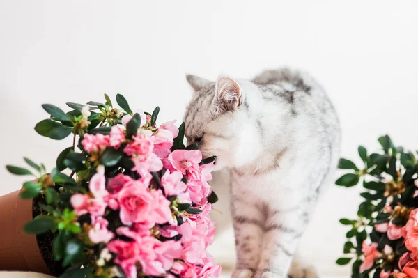 Gris Divertido Gato Jugando Con Flores — Foto de Stock