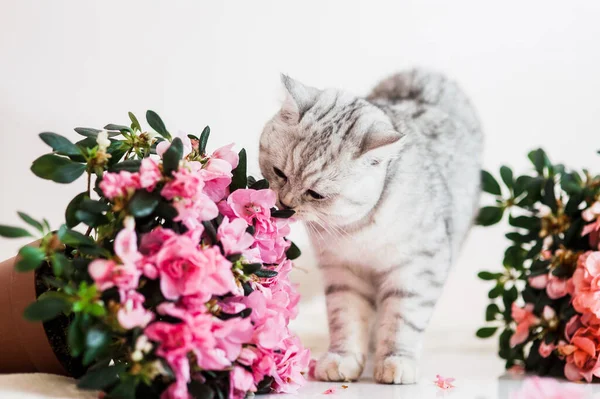 Lustige Graue Katze Spielt Mit Blumen — Stockfoto