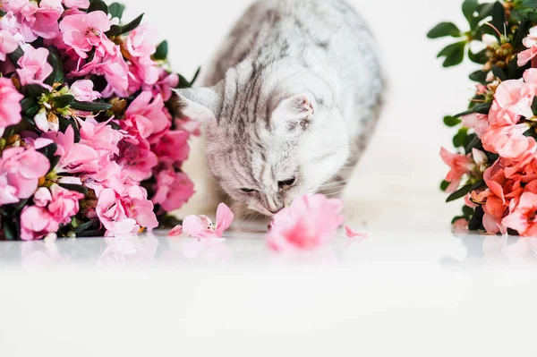 有趣的灰色猫在玩花 — 图库照片