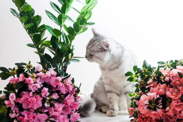 Gris Divertido Gato Jugando Con Flores — Foto de Stock