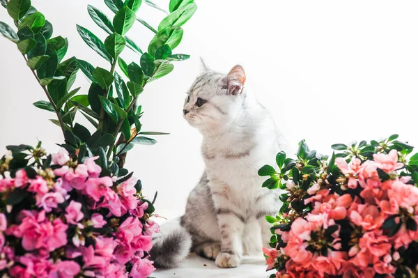 Gato Cinza Engraçado Brincando Com Flores — Fotografia de Stock