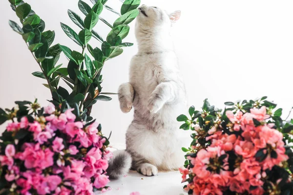 Gris Divertido Gato Jugando Con Flores — Foto de Stock