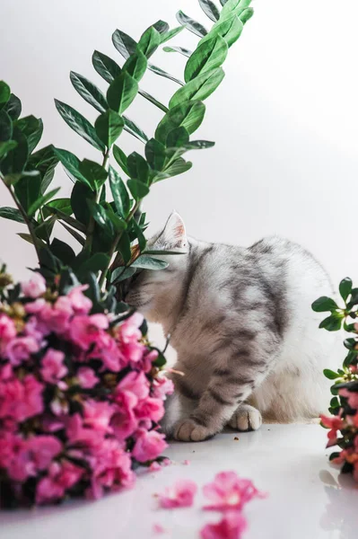 Lustige Graue Katze Spielt Mit Blumen — Stockfoto