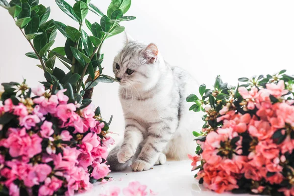 Gris Divertido Gato Jugando Con Flores — Foto de Stock