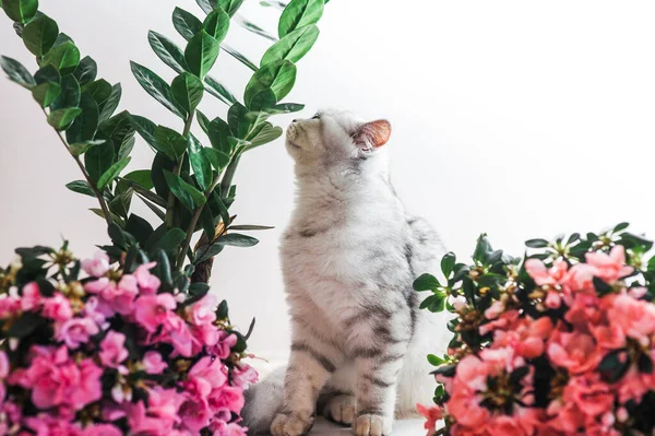 Lustige Graue Katze Spielt Mit Blumen — Stockfoto