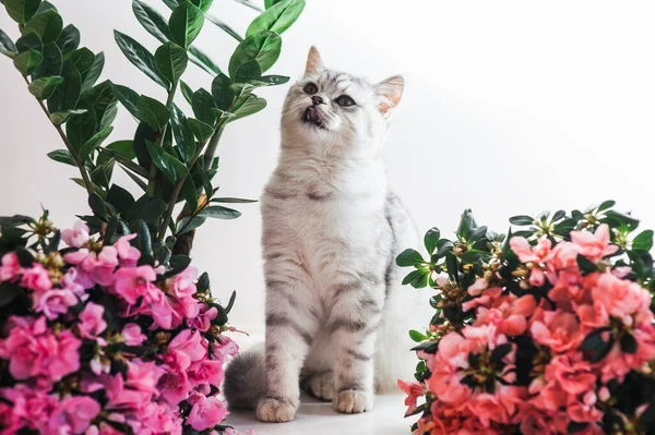 Lustige Graue Katze Spielt Mit Blumen — Stockfoto