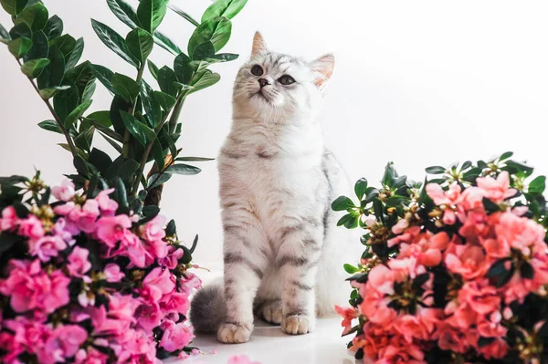 Αστεία Γκρι Γάτα Παίζει Λουλούδια — Φωτογραφία Αρχείου