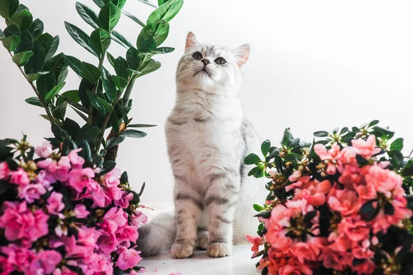 Gris Divertido Gato Jugando Con Flores — Foto de Stock