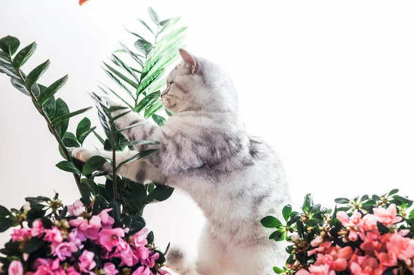 Забавный Серый Кот Играет Цветами — стоковое фото