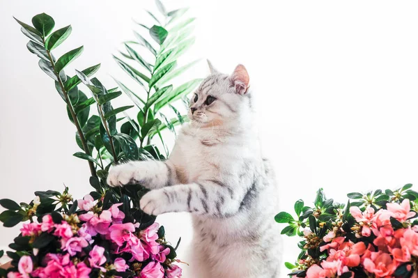 Lustige Kätzchen Spielen Mit Blumen Schöne Muschi Der Schottischen Rasse — Stockfoto