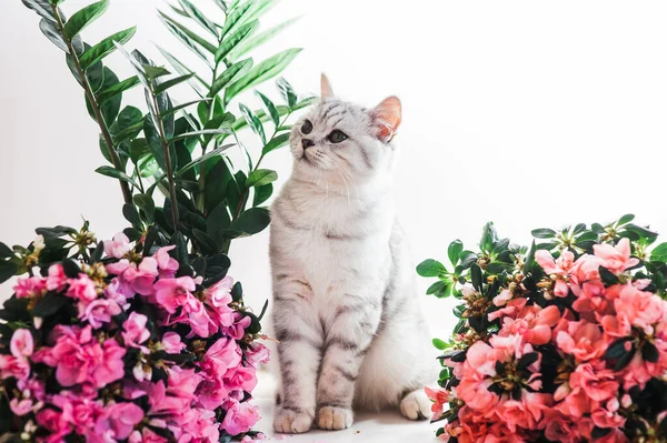 Lustige Kätzchen Spielen Mit Blumen Schöne Muschi Der Schottischen Rasse — Stockfoto